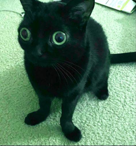 Silly Black Cat, Cats Pretty, A Black Cat, Funny Cute Cats, Pretty Cats, Big Eyes, Funny Cute, Cute Cats, Black Cat