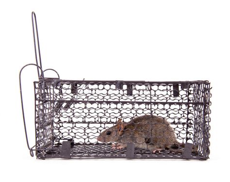 Rat trap. In front of white background #Sponsored , #sponsored, #SPONSORED, #trap, #white, #front, #Rat Mouse Cage, Rat Trap, Rat Traps, Rats, Motion Graphics, Cover Art, White Background, Motion, Stock Images