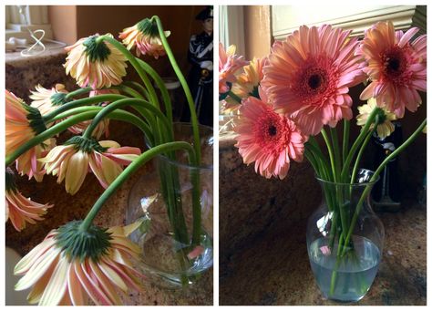 droopy flowers before and after Wilted Flowers, Flowers To Go, Flowers Last Longer, Composting Process, Gerbera Flower, Garden Flower Beds, Composting At Home, Gerber Daisies, Vase Arrangements