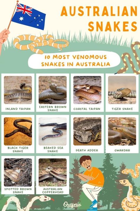 Australia is home to some of the scariest and most dangerous animals - including 10 of the most venomous snake in the world. Check out Outforia'a latest article to know the 10 most venomous Australian snakes. Snake Activities, Australian Snakes, Inland Taipan, Most Dangerous Animals, Dangerous Creatures, Venomous Snake, 10 Animals, Deadly Animals, Sea Snake