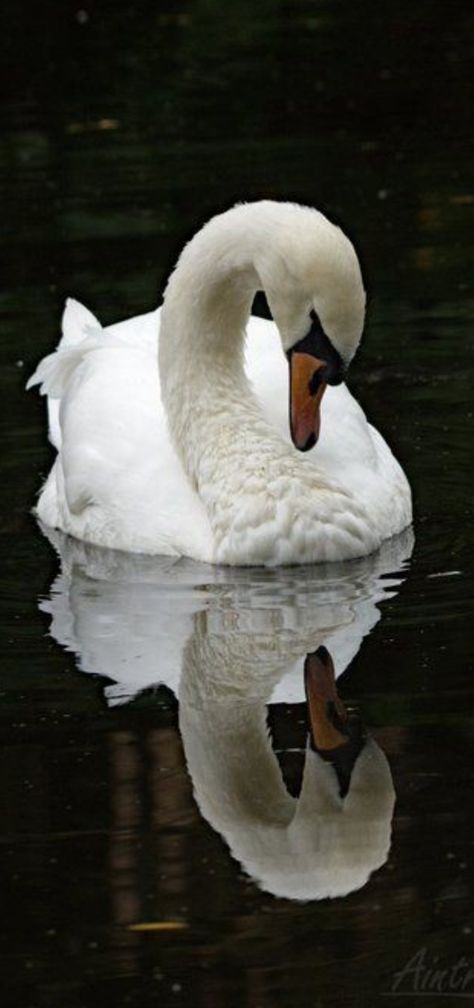 Swan Photography, Swan Painting, Reflection Photos, Mute Swan, White Swan, Animal Totems, Bird Pictures, The Pond, Swan Lake