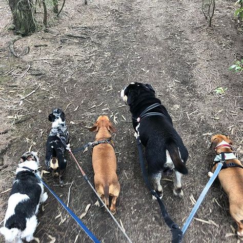 One of today’s group walks on the way to the nature reserve! Dexter, banshee, Captain, Wally & Graeme! 😍🐶🐾 Dog Sitting Aesthetic, Pet Sitting Aesthetic, Sitting Aesthetic, Dog Walking Aesthetic, Bottle Girl, Dog Walking Business, Bottle Girls, School Goals, Mood Vibes