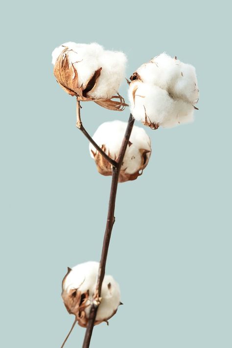 Cotton flower branch on a blue background | premium image by rawpixel.com / Teddy Rawpixel Cotton Photography, Cotton Branches, Framed Flower Art, Cotton Plant, Cotton Flower, Framed Botanicals, Pressed Flower Art, Flower Branch, Painted Leaves