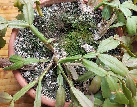 How To Root A Christmas Cactus, Outdoor Flowering Plants, Christmas Cactus Propagation, Christmas Cactus Care, Repotting Orchids, Cactus Christmas, Popular House Plants, Christmas Cactus Plant, Easter Cactus