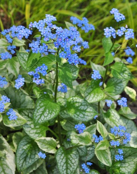 Brunnera Plant, Brunnera Macrophylla, My Dear Husband, Shade Garden Design, Dear Husband, Woodland Plants, Front Garden Landscape, Deer Resistant Plants, Gardening Zones