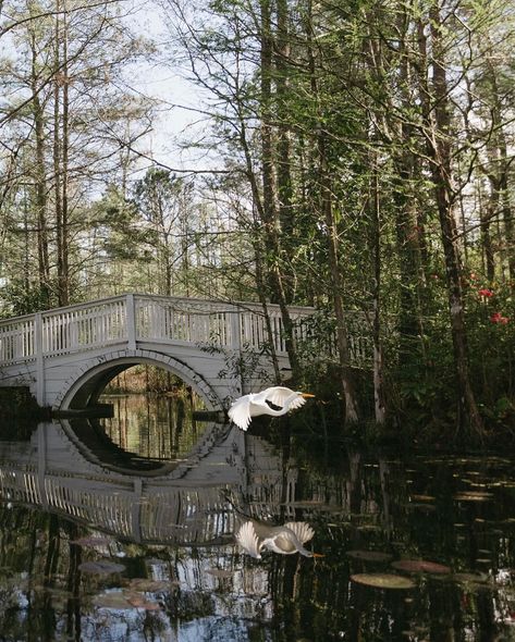 part one of this beautiful elopement in cypress gardens in South Carolina 💌 #cypressgardens #thenotebook #southcarolinaweddingphotographer #southcarolinawedding #charlestonweddingphotographer #charlestonwedding #antibride #theknot #greenweddingshoes #georgiaweddings #georgiaweddingphotographer Cypress Gardens Sc, Beautiful Elopement, Landscape Aesthetic, Cypress Gardens, South Carolina Wedding, Charleston Wedding Photographer, Georgia Wedding, April 13, Charleston Wedding