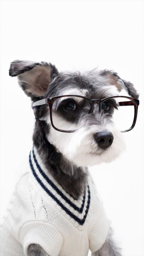 Schnauzer Cute Pet Lovely Puppy Dog #iPhone #6 #plus #wallpaper Puppy Outfits, Practical Clothes, Dogs Clothes, Schnauzer Mix, National Puppy Day, Mini Schnauzer, Pet Fashion, Wearing Glasses, Popular Dog