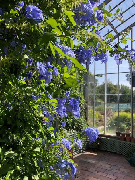 Plumbago auriculata ‘Royal Cape’ - Wave Hill Royal Cape, Family Art Projects, Alpine House, Garden Journal, Space Wedding, Flower Gardens, Public Garden, Front Entrances, Hudson River