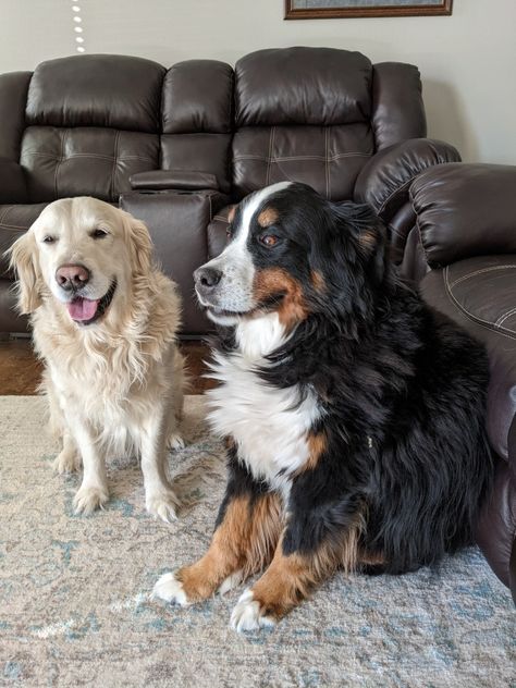 Golden Retriever And Bernese, Bernese Mountain Dog And Golden Retriever, Golden Retriever And Bernese Mountain Dog, Bernese Mountain Dog And Golden, Bernese Mountain Dog Golden Retriever, Bernese Mountain Dog Funny, Golden Mountain Dog, Dogs On Boats, Burmese Mountain Dogs