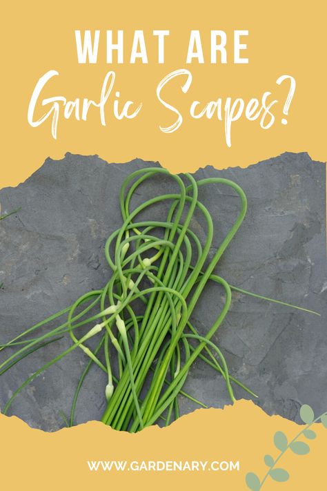 Here's what it means when your garlic plants produce tall, curling stems and how you can enjoy the flavor of garlic long before your garlic bulbs mature. Garlic Plants, Garlic Bulbs, Growing Healthy Hair, Garlic Benefits, Garlic Scapes, Pimples Remedies, Organic Vegetable Garden, Garlic Bulb, Garlic Recipes