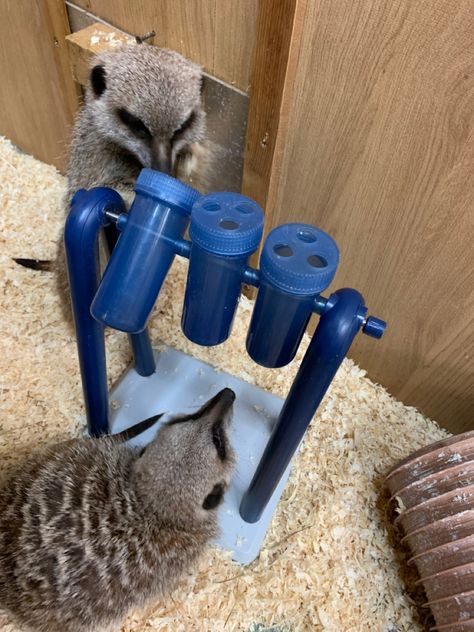 Spinning tubes for slower release of food Rodent Enrichment, Animal Enrichment Ideas, Meerkat Enrichment, Pet Rat Diy, Monkey Enrichment, Rat Enrichment, Bird Enrichment, Pets Hotel, Trunk Diy