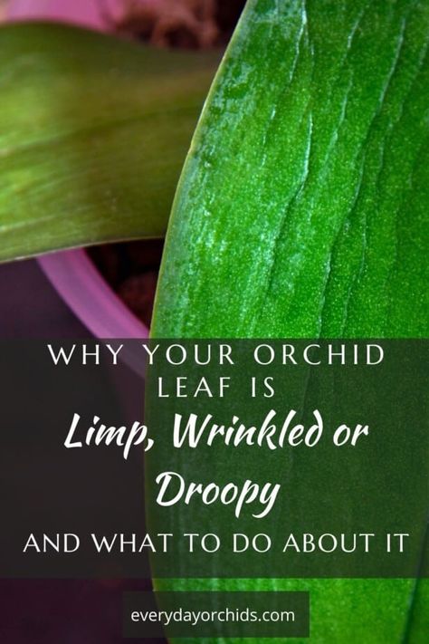 Why Are My Orchid Leaves Limp, Orchid Leaves Wrinkled, Orchid Leaf Problems, Orchid Meaning, Orchid Diseases, Orchid Growing, Orchids Care, Phalaenopsis Orchid Care, Repotting Orchids