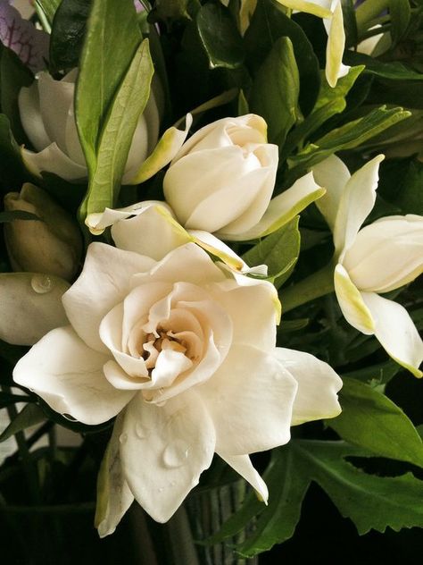 By Nikki Phipps (Author of The Bulb-o-licious Garden) Taking care of gardenia plants requires a lot of work, as they are quite finicky when their growing requirements are not met. This includes fertilizing gardenias, which provides them with necessary nutrients for healthy growth and vigorous blooming. With the help of a good fertilizer, gardenias can… Gardenia Flowers, Gardenia Plant, Dekorasi Bohemia, Plant Mama, Flowers Wild, Meteor Garden 2018, Decoration Plante, Colorful Roses, Gorgeous Flowers