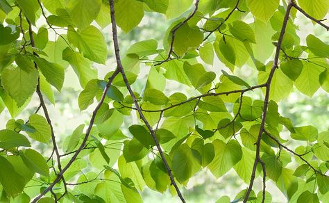 #forest #basswood #leaves #spring #foliage #green #native #nature #naturephotography #ArtForHealing #HealthcareDesign #fineartphotography #evidencedbasedart #wallart #healingart #artwork #interiordesign #photography #art #henrydomke  #artinhospitals #hdfa #pgt  #tilia Tilia Americana, Fresh Green, In The Forest, The Sunshine, The Forest, Green Leaves, Green Color, Green Colors, Plant Leaves