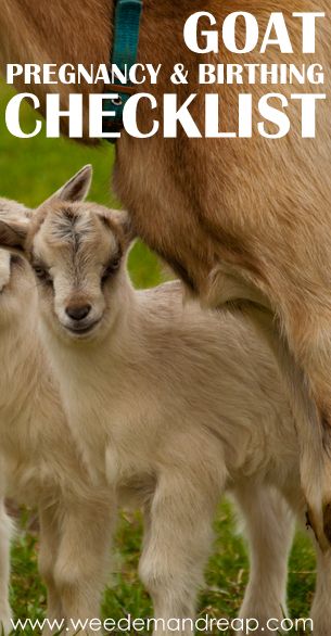 Goat Pregnancy & Birthing Checklist Pregnant Goat Care, Farm Life Aesthetic, Oddly Familiar, Milk Booster, Keeping Goats, Goat Health, Raising Farm Animals, Goat Care, Pregnancy Checklist