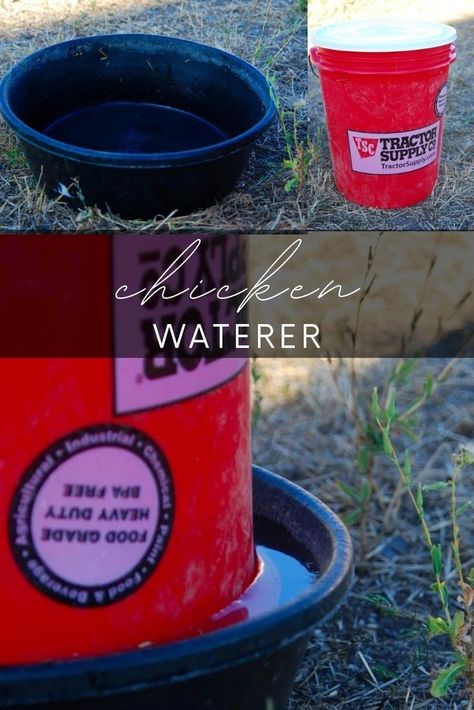 image shows a red bucket made into a chicken waterer. Diy Chicken Waterer, Farming Aesthetic, Chicken Watering System, Farm Life Aesthetic, Chicken Waterer Diy, Chicken Water Feeder, Aesthetic Farm, Farm Landscaping, Farm Tips