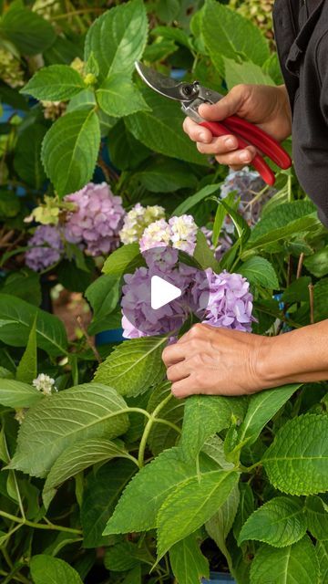 When To Prune Hydrangeas, Prune Hydrangeas, Types Of Hydrangeas, Hydrangea Care, This Old House, Gardening Flowers, Volume Hair, Old House, Hydrangea