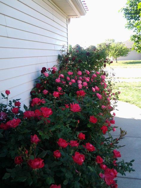 3 rose bushes Rose Bush Ideas, Bushes For Front Yard, Roses Landscaping, Red Rose Bush, Garden Front Of House, Backyard Gates, Knockout Roses, House Planning, Rose Bushes