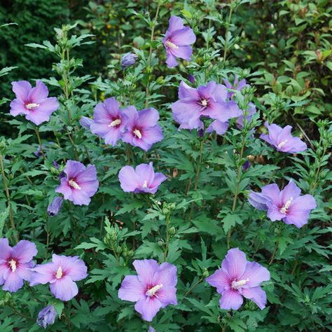 The Hibiscus Syriacus 'Minerva' - 'Minerva' Rose of Sharon, commonly called 'Shrub Althea Minerva' or 'Hibiscus Minerva', is a compact, vase-shaped, dense, multi-stemmed deciduous shrub with broad, ovate green foliage and eye-catching blushed pink, lavender blooms. In late spring, the foliage emerges a pale yellow green that later matures into of lush medium green. From early summer to late fall, this long blooming, vigorous growing shrub is adorned with showy, heavily ruffled, lavender flowers Hibiscus Shrub, Purple Hibiscus, Violet Plant, Violet Rose, Proven Winners, Butterfly Bush, Rose Of Sharon, Pollinator Garden, How To Attract Hummingbirds