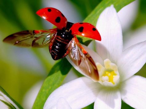 Ladybug in flight! Lady Bug Tattoo, Lady Beetle, A Bug's Life, Lady Bugs, Beautiful Bugs, Airbrush Art, Lady Bird, Arte Inspo, Bugs And Insects