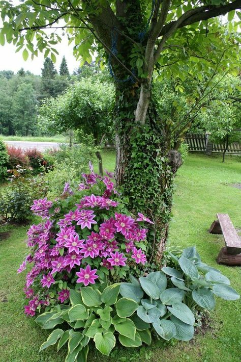 Garden Objects, Shade Garden Plants, Aesthetic Garden, Garden Plans, Garden Yard Ideas, Woodland Garden, Front Yard Garden, Yard Design, Shade Plants