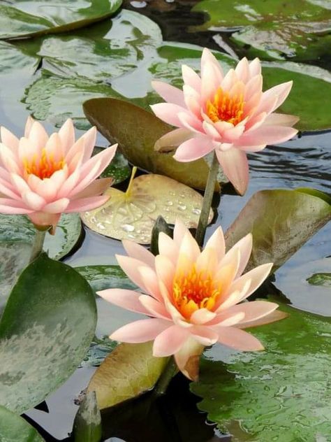 Orange Lotus Flower, Nymphaea Lotus, Fish Ponds Backyard, Hanya Tattoo, Orange Lily, Lotus Flower Pictures, Drawing Scenery, Beautiful Beach Pictures, Lily Painting