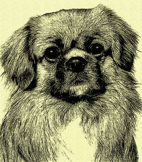 Tibetan Spaniel Tibetan Spaniel Drawing, Spaniel Drawing Simple, Spaniel Drawing, Dog Portraits Illustration, Tibetan Spaniel, Drawing Simple, Portrait Illustration, Dog Portraits, Spaniel