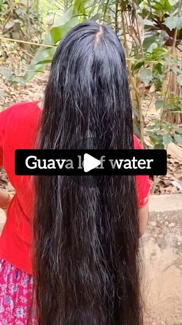 Roopa Sarathbabu on Instagram: "Guava leaves water for summer hair care #guavaleaves #summerhaircare #summerhair #longthickhair #hairgrowthtips #intstareels" Guava Leaves For Hair Growth, Guava Leaves For Hair, Summer Hair Care, Guava Leaves, Hair Growth Tips, Summer Hair, Summer Hairstyles, For Hair, Hair Growth