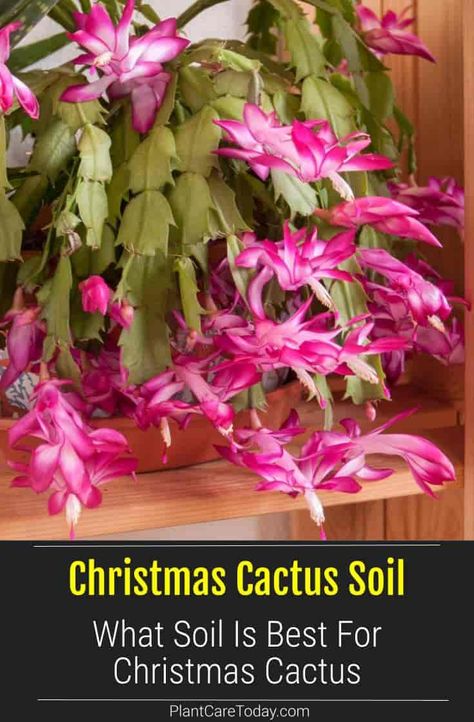 Best Soil For Christmas Cactus, Zygo Cactus, Cactus Propagation, Christmas Cacti, Houseplant Tips, Kinds Of Cactus, Soil Science, Christmas Cactus Care, Lush Christmas