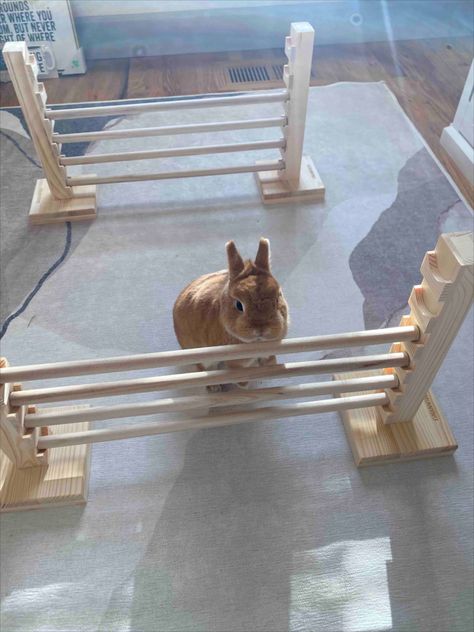 Natural Wood Product: Rabbit jump bar is made of natural wood material, which is strong and durable, the wood fiber structure is complete. Our rabbit jump hurdle bars provide pets with exercise opportunities, encourages pets to exercise, helps pets lose weight, strengthens their physical fitness, and kills boredom. The rabbit training obstacle bar can also increase the game interaction time between the pet and the owner. Rabbit Playground Indoor, Rabbit Enrichment Ideas, Rabbit Activities, Rabbit Training, Rabbit Playground, Bunny Jump, Diy Rabbit Cage, Bunny Activities, Rabbit Jumping