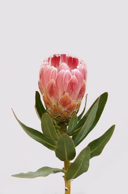 Fynbos Flowers, Watercolor Protea, Banksia Flower, Protea Plant, Protea Art, Protea Flower, Australian Flowers, Art Painting Tools, Flower Boutique