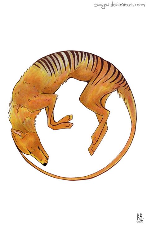 Extinct Species, Tasmanian Tiger, Australia Animals, Paleo Art, Extinct Animals, Desenho Tattoo, Scientific Illustration, Prehistoric Animals, Arte Animal