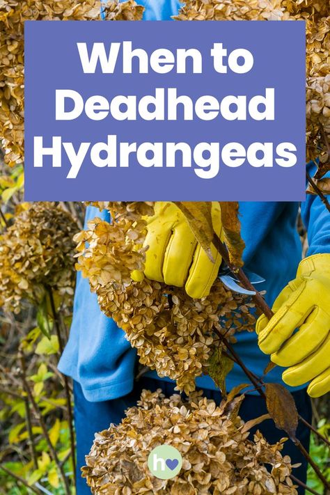 Wondering when to deadhead hydrangeas? Learn why, when, and how to properly remove spent blooms to encourage healthier growth and more vibrant flowers. Vibrant Flowers, Hydrangea, Plants, Flowers