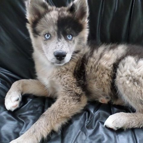 Absobloodlylootly stunning Pomsky! A Husky, Blue Merle, Husky Puppy, Appaloosa, Blue Heeler, Italian Greyhound, Quarter Horse, A Puppy, Cute Creatures