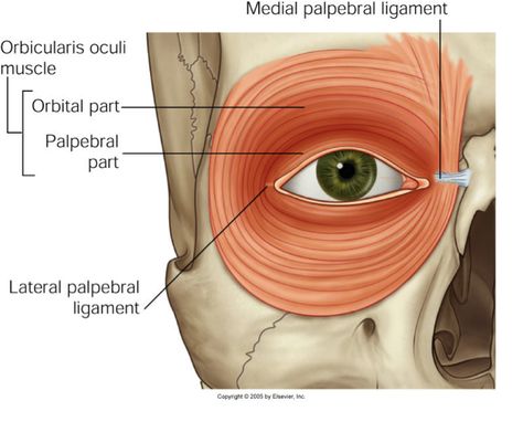 Transversus Abdominis, Muscles Of The Neck, Anatomy Images, Muscle Structure, Eye Anatomy, Natural Face Lift, Bird People, Upper Eyelid, Eye Exercises