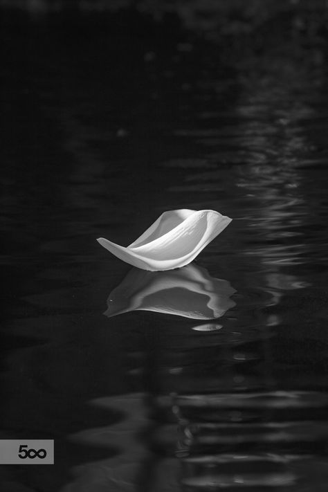 Fallen Petal by sk teh on 500px Petals In Water, Fallen Petals, Flower Petal Photography, Rose With Petals Falling, Flower Petals Blowing In The Wind, Lotus Flower, Projects To Try, Black And White, Flowers