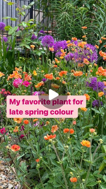 Alex 🌸 My Hampshire Garden on Instagram: "Only 2 months away! 

Here is one of my favorite parts of the garden in late spring with wallflowers, alliums, ranunculus and mainly an explosion of Geum totally tangerine 🧡💜

A very easy low maintenance perennial to grow, with a lot of impact! It’ll start flowering in May and keep going all summer! 

Now is a great time to add more plants to your borders as the weather has turned a lot milder. 

I cannot wait for all this colour to return to the garden.

#perennials #geumtotallytangarine #gardeningideas #gardeninspiration #alliums" Geum Totally Tangerine, Garden Perennials, Late Spring, Ranunculus, 2 Months, My Favorite Part, Keep Going, Low Maintenance, Garden Inspiration