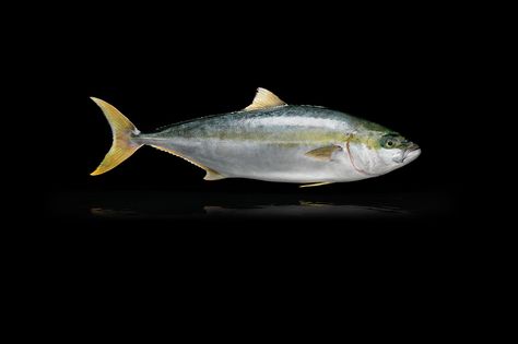 A natural inhabitant of the cold, clean waters of Southern Australia, the Yellowtail Kingfish (Seriola Ialandi) is variously known around the world as Australian Kingfish, … Blue Gill Fish, Aquaculture Aquaponics, Longear Sunfish, Southern Australia, Giant Australian Cuttlefish, Black Moor Goldfish, Ocellaris Clownfish, Fish Art, Clean Water