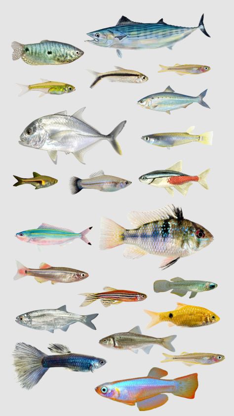 Fish Collage, Image Of Fish, Fish Costume, Wild Animals Photography, Life Drawing Reference, Pretty Images, Print Collage, Sketchbook Art Inspiration, Nature Aesthetic