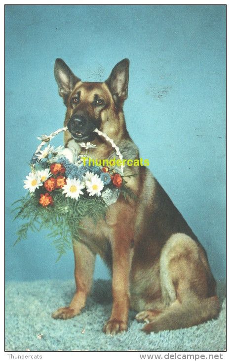 The collectable you are looking for is on Delcampe Socializing Dogs, Animal Photoshoot, Dog Photoshoot, Retro Dog, Aggressive Dog, Dog Poster, Dog Illustration, Vintage Dog, Dog Photography