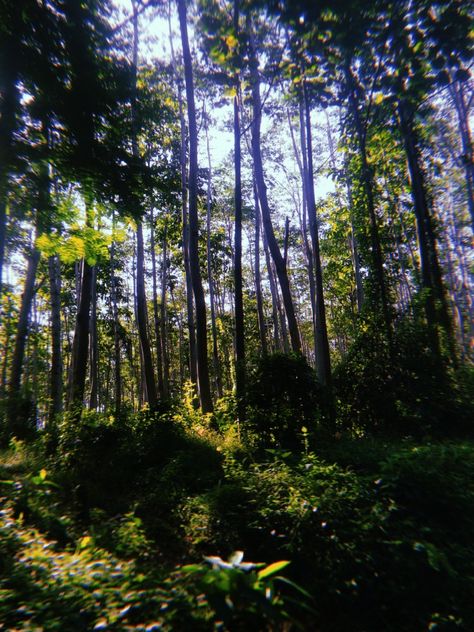 sebuah gambar hutan jati pada sore hari. Natural Beauty, Indonesia, Natural Landmarks, Plants, Travel, Beauty, Quick Saves, Nature