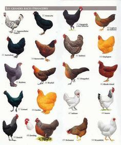 Best Chicken Breeds: 12 Types of Hens that Lay Lots of Eggs, Make Good Pets, and Fit in Small Yards ► Best Laying Chickens, Raising Turkeys, Laying Chickens Breeds, Chicken Coop Pallets, Laying Chickens, Best Egg Laying Chickens, Portable Chicken Coop, Egg Laying Chickens, Types Of Chickens