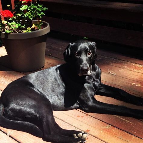 Great Dane Lab Mix, Black Lab Mix, Black Great Danes, Great Dane Mix, Black Labs, Black Lab, Great Dane, Look Alike, Mans Best Friend