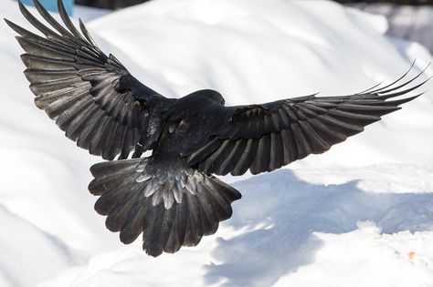 View from behind of raven about to land. Both wings out. Wingtips out of frame. Tail spread. Raven Bird Reference, Wings Back View, Wings From Behind, Crow Reference, Ravens Art, Raven Tail, Raven Flying, Crow Logo, Two Ravens