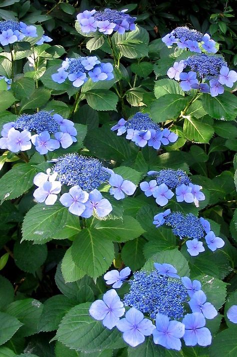 The large outer ring of petals surround the tiny fertile flowers of these healthy lacecap hydrangeas. • Buy this artwork on stationery. Lacecap Hydrangea, Lace Cap Hydrangea, Peonies And Hydrangeas, Hydrangea Garden, Blue Garden, Flowering Shrubs, Blue Hydrangea, Flower Farm, Flower Beauty