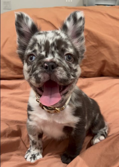 Fluffy Frenchie 🥰 #frenchbulldog #fluffyfrenchie Fluffy Frenchie Puppy, Fluffy Bulldog, Gray French Bulldog, Fluffy Frenchie, Merle Frenchie, Fluffy French Bulldog, Baby Frenchie, Grey French Bulldog, Pretty Puppies