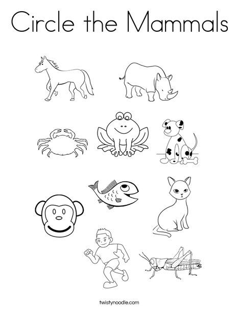 Circle the Mammals Coloring Page - Twisty Noodle Mammals Worksheet, Mammals Activities, Mazes For Kids Printable, Worksheet For Kindergarten, Animal Classification, Twisty Noodle, Mario Coloring Pages, Animal Worksheets, Worksheets Kindergarten