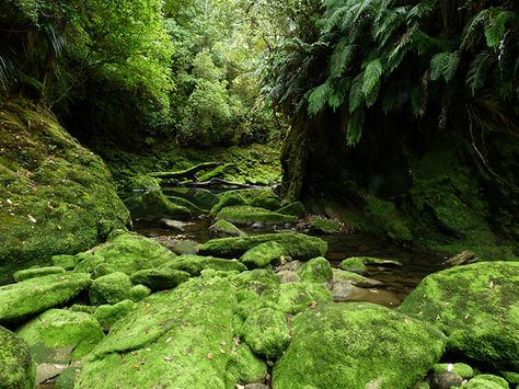 Bullock Creek, Paparoa National Park, Punakaiki, West Coast NZ New Zealand South Island, South Island, Future Travel, West Coast, Places To See, Adventure Travel, National Park, Lush, New Zealand