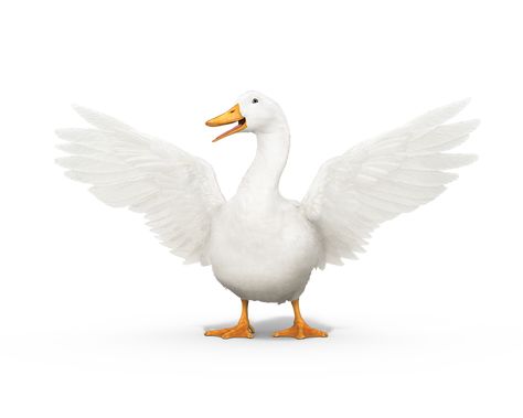 Duck Wings Reference, Duck Wings, Aflac Duck, Duck Wing, Night Dancer, Dibujos Ideas, Accident Insurance, Insurance Quote, Character Board