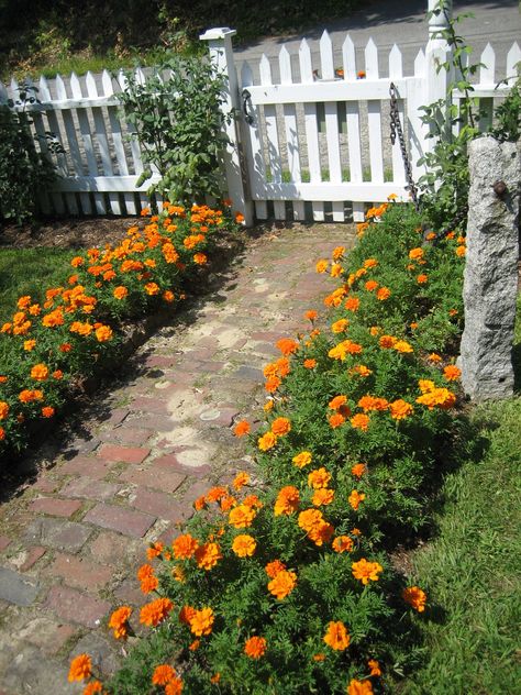 Marigold lined walkway Flower Garden Ideas, Herb Garden Design, Garden Arbor, Garden Walkway, Flower Garden Design, White Picket Fence, Garden Route, Ponds Backyard, Picket Fence